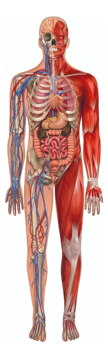 Jogo Puzzle Play Gigante - Corpo Humano - Imagem 3
